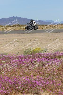 media/Mar-12-2023-SoCal Trackdays (Sun) [[d4c8249724]]/Turn 15 Inside Bloom (130pm)/